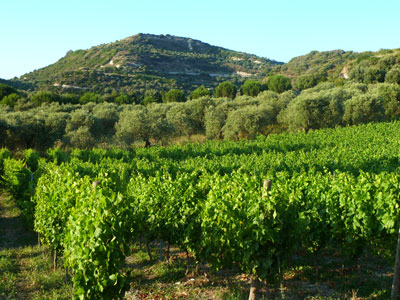 Vineyard and olive grove